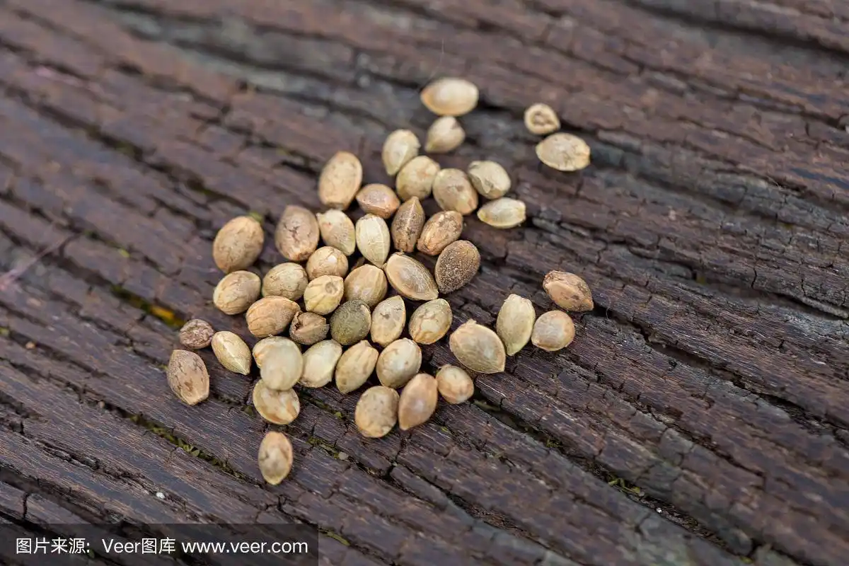 大麻种子(毒品)在木头上.