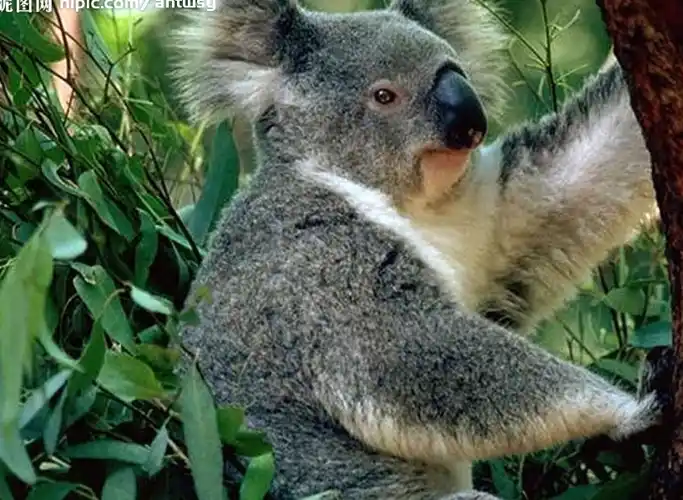 澳大利亚国宝——树袋熊_考拉_树懒_时候