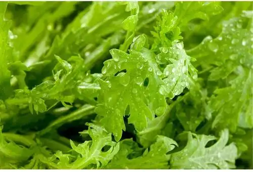 【砀山乐县域】新鲜蔬菜 茼蒿500g/斤