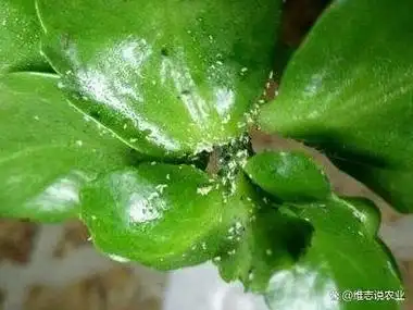 在养殖花卉植物时,很容易受虫害威胁,例如花里面有小白虫,这会影响