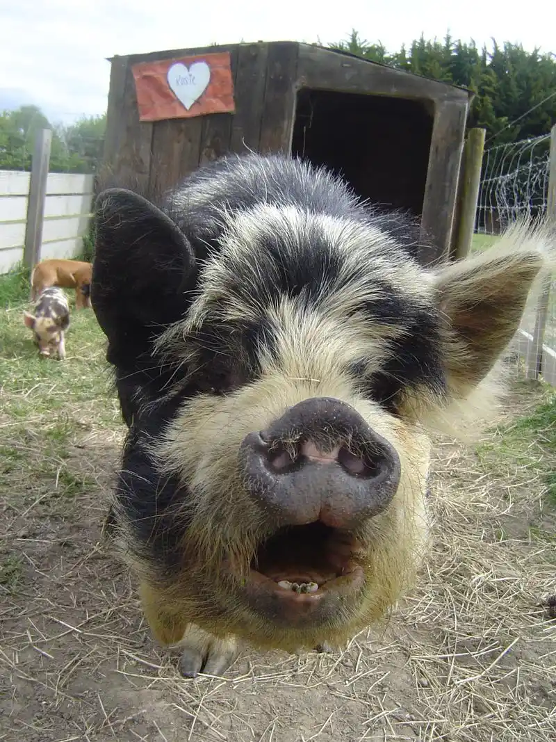 春节小猪佩奇也要串亲戚一起去新西兰看表哥吧