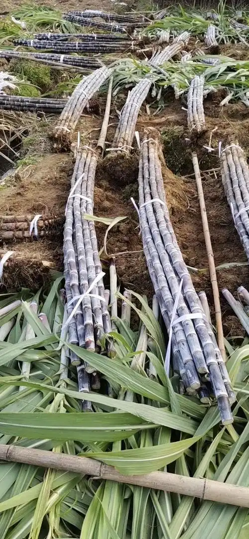 甘蔗黑皮甘蔗253米68cm甜可口水多