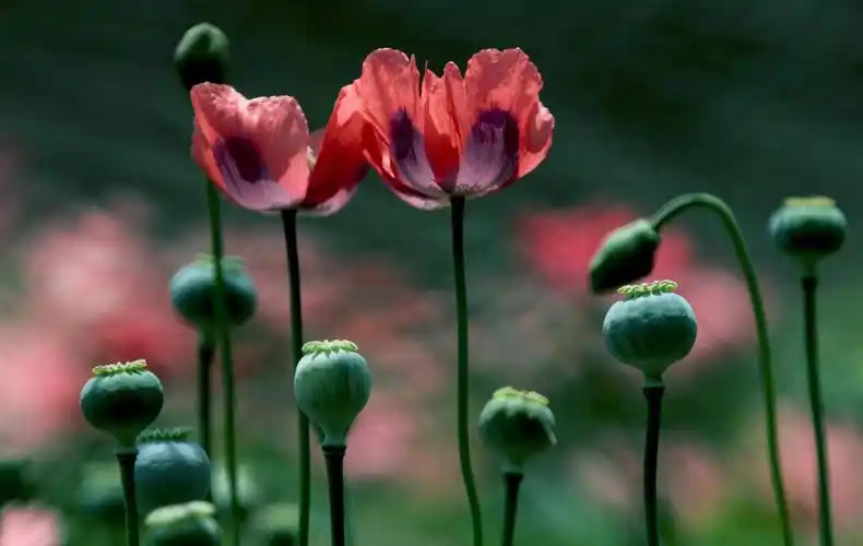 阿富汗为何战争不断?苏美接连吃瘪,"帝国坟场"是怎样炼成的?_苏联_纳