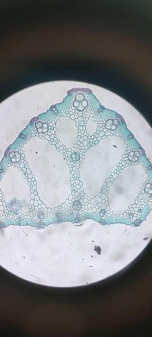 10×42.水稻叶横切装片10×10010×10010×4010×4010×1010×4