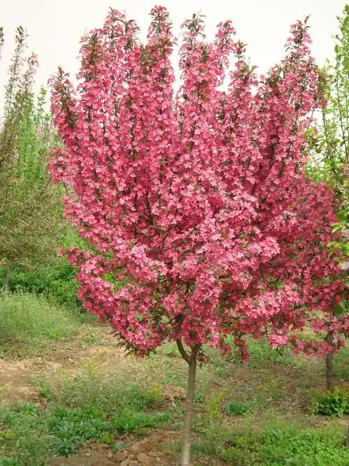 北美海棠:《奥运红》