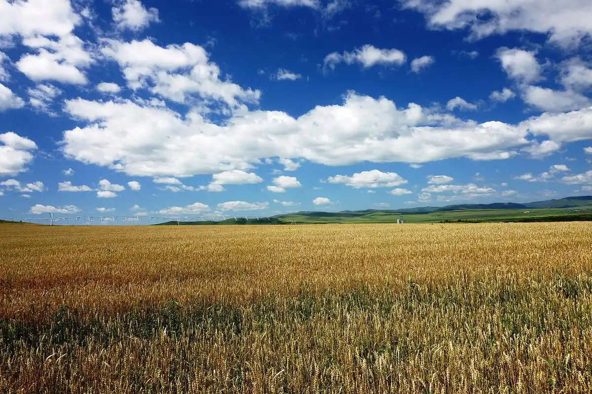 麦浪中的旅行 - 感受麦田风景的情感色彩  我从小在农村长大,对农村的