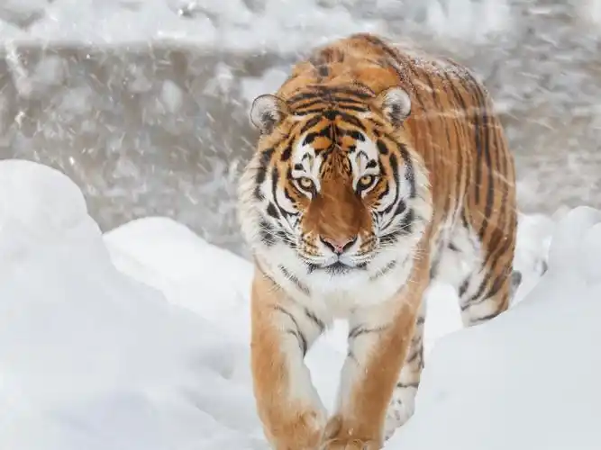 5000/5(2人评分)所属分类:动物与鸟,老虎原图分辨率:1920x1440下载此