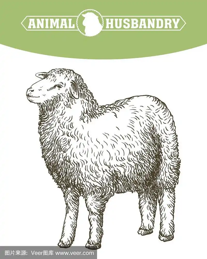 手绘羊素描.畜牧业