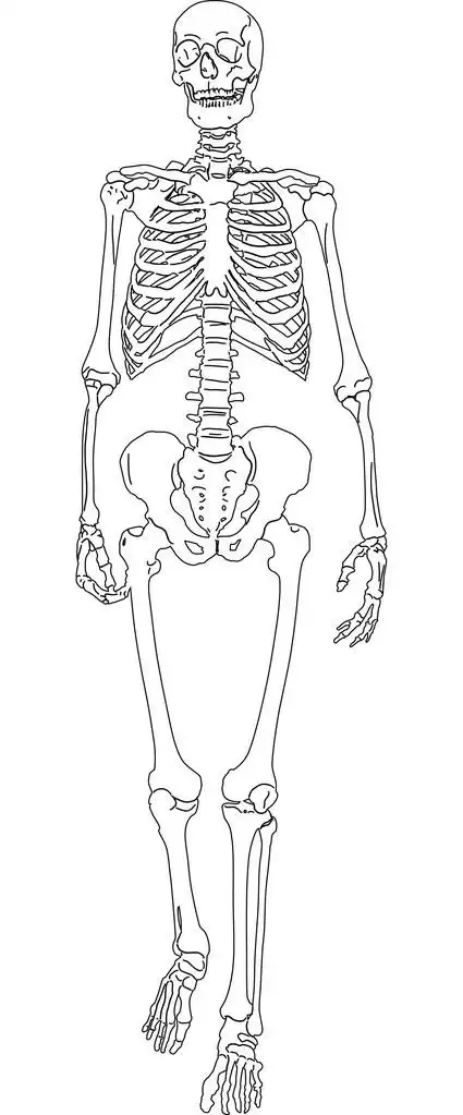 单一的人类的骨骼的黑色剪影