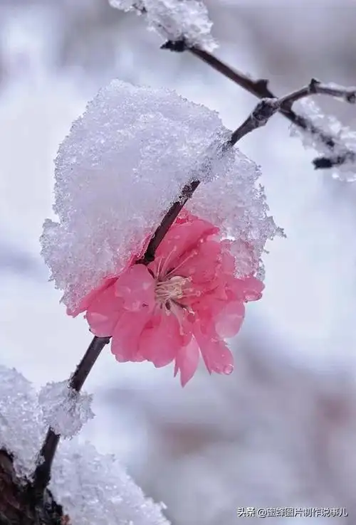 冬天的梅花图片(冬天的梅花图片 唯美)_植物知识网