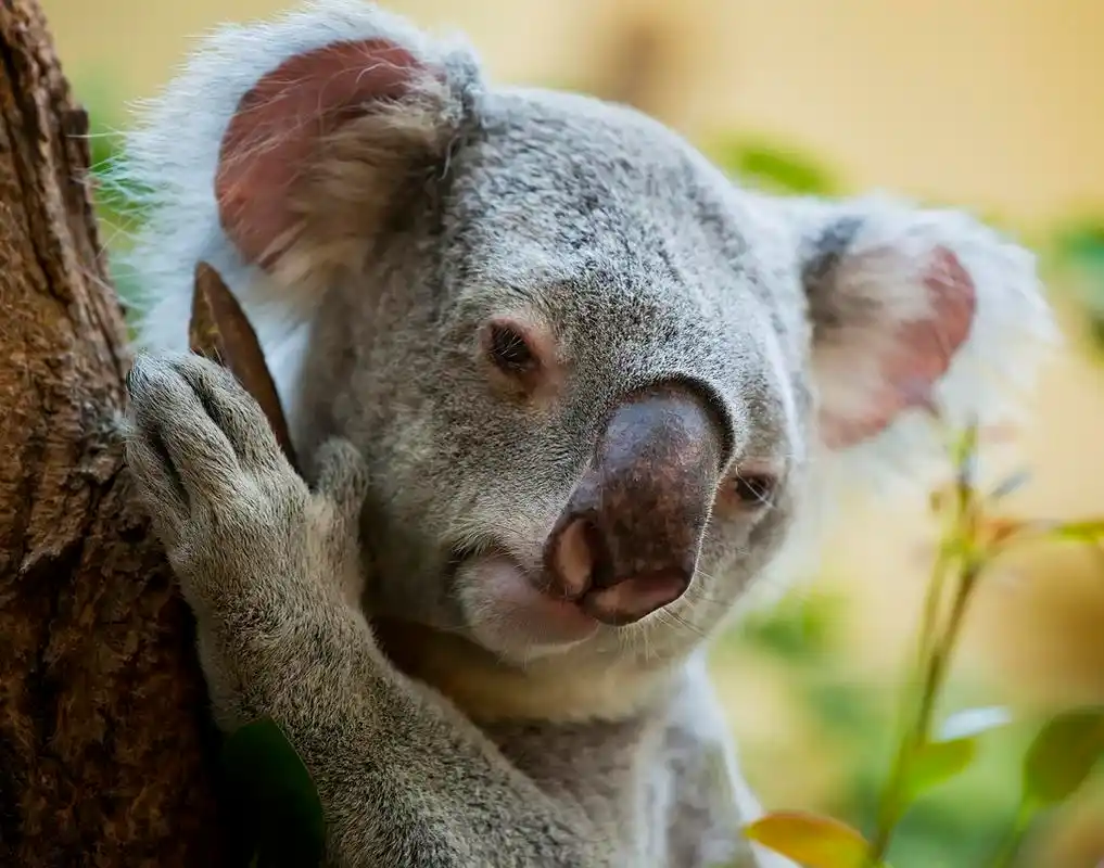 在森林里的树袋熊,考拉熊坐在一棵树的一个分支
