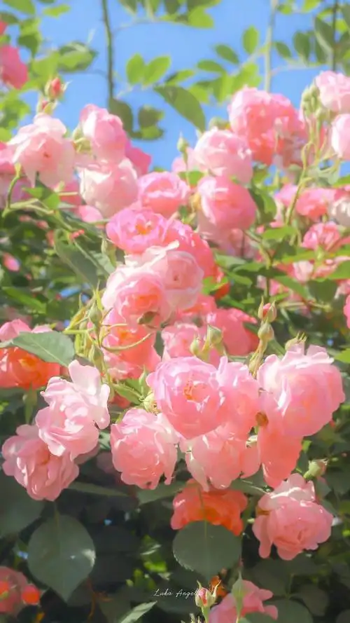 花 粉色 背景图摄影:卢卡天使 #冷瞳 - 堆糖,美图壁纸兴趣社区