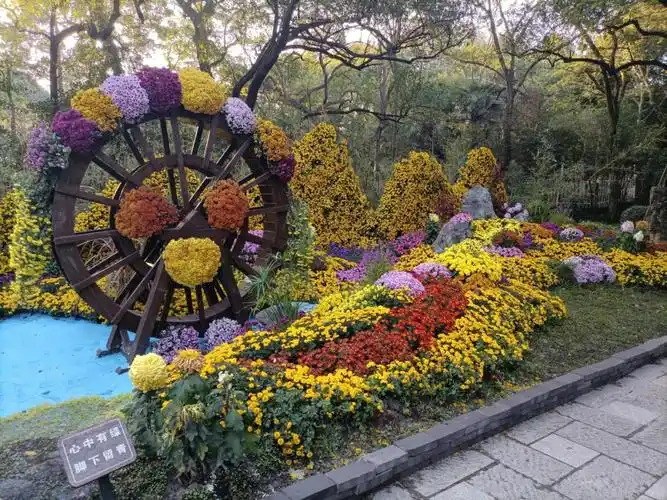 杭州植物园菊花展