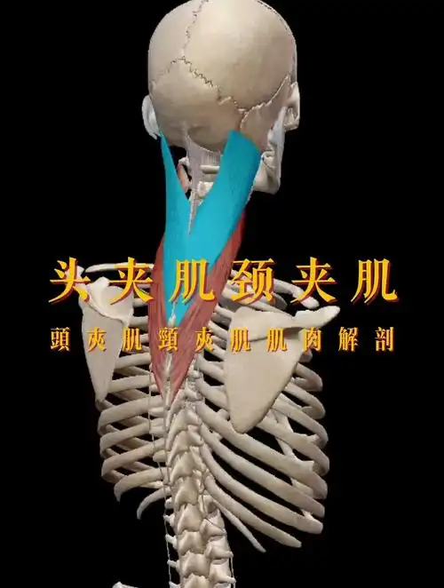 头夹肌,颈夹肌——人体结构,为什么会有脖子前伸呢?-度小视