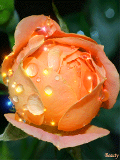 rose #gif# #创意# #玫瑰# 灬铃兰灬采集