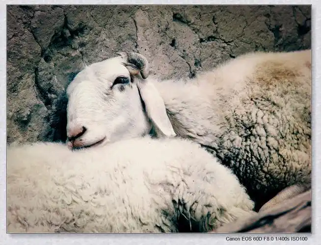 大绵羊 摄影 新手向前冲