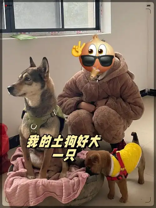 我的土狗好大一只  以前天天和馍馍在一起,我从不觉得它大只,作为一只