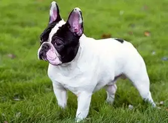 法国斗牛犬 图片来源:豆瓣