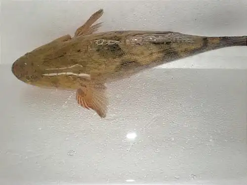 新兴县泰国笋壳鱼养殖场