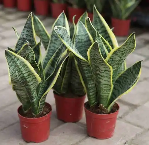 金边虎皮兰怎么养,详解金边虎皮兰的养殖方法