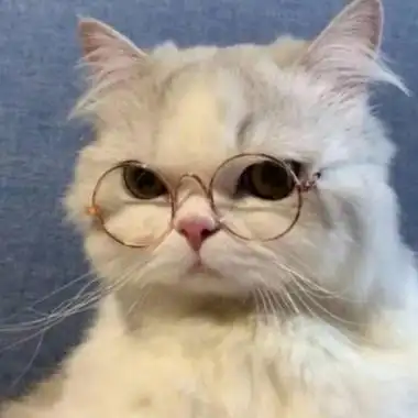 最新精选的可爱萌宠qq个性头像