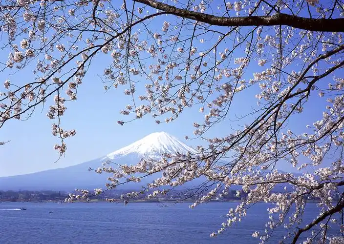 富士山,樱花