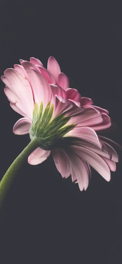 ios16除了锁屏小组件,设置这种超有立体感的景深效果壁纸简直太好看了