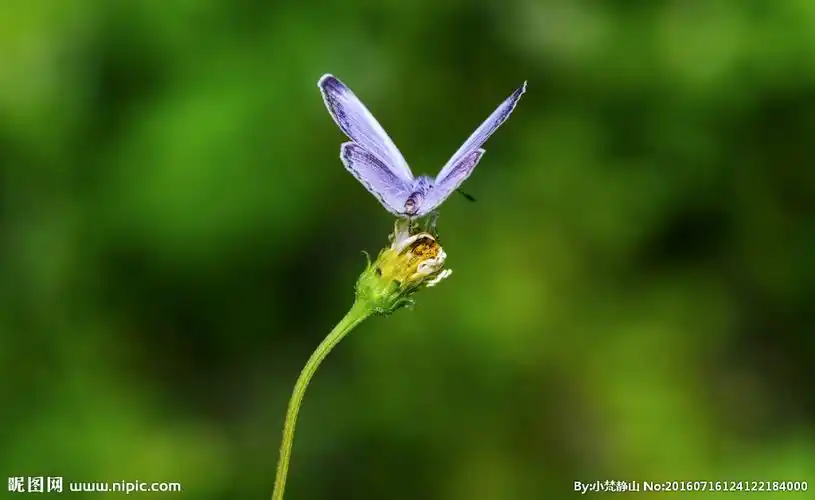 蝴蝶展翅图片