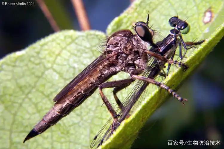 捕食性天敌昆虫 (二)