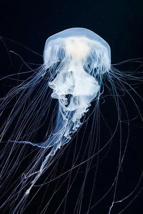 alexander 带领科学家小组在长达3年的罕见深海生物发现之旅中拍摄的