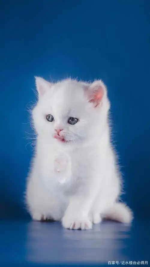 猫咪选美大赛:选出你心中最萌的小猫咪!喜欢猫咪的过来投一票呦!