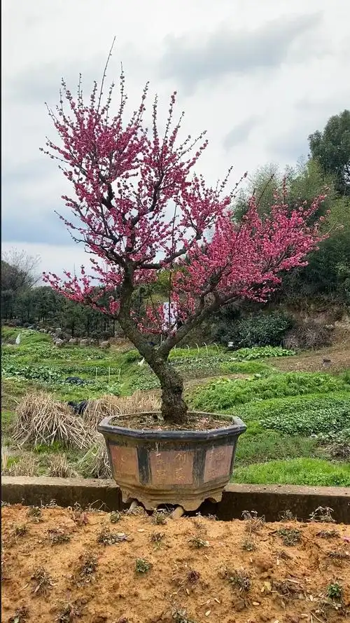 原生骨里红梅花老桩