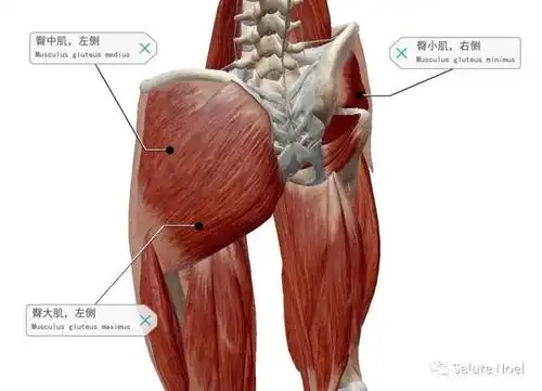 一般来说只有女性会专门挑出一个训练日去训练臀部肌肉男性的话大都只