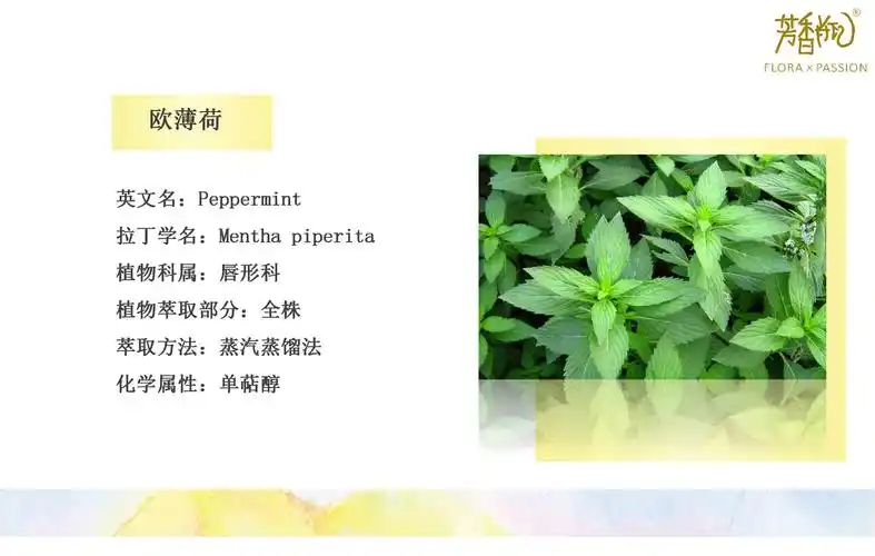 欧薄荷功效