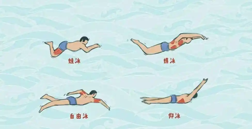 经典泳姿之蛙泳的特别魅力_动作_身体_方式