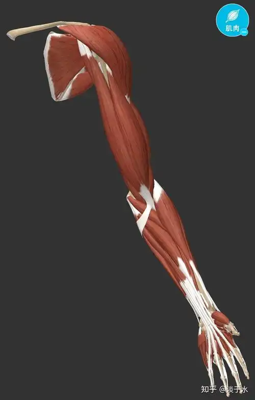 如何锻炼手臂肌肉? - 知乎