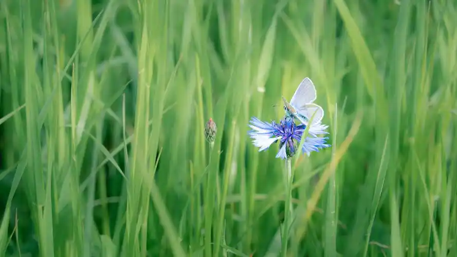31m上传时间:2020-06-16壁纸标签:护眼4k壁纸封面图护眼壁纸【156】