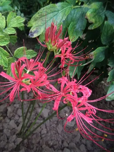 雨中彼岸花,情人的眼泪,血色的凄美