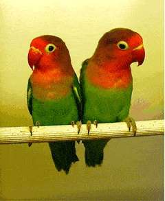 鹦鹉gif可爱gif观看gif亲爱的我错了gif