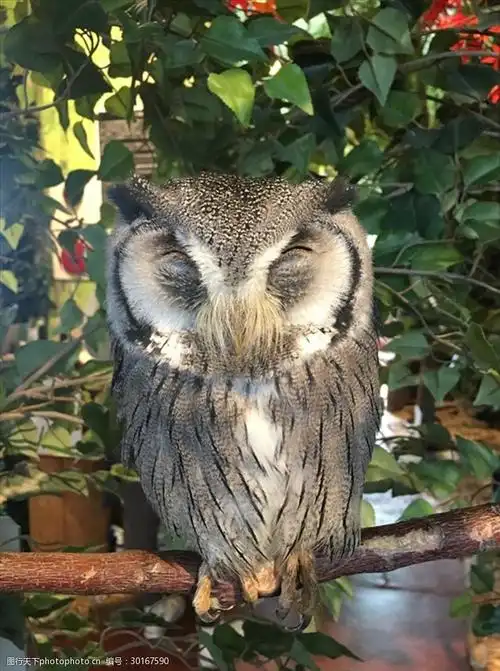 打瞌睡的猫头鹰