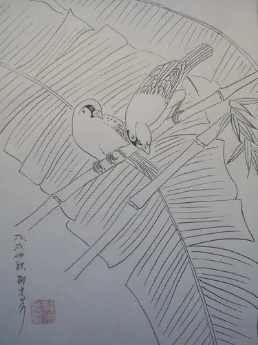 老柳学画花鸟(白描27张)2018.9.17