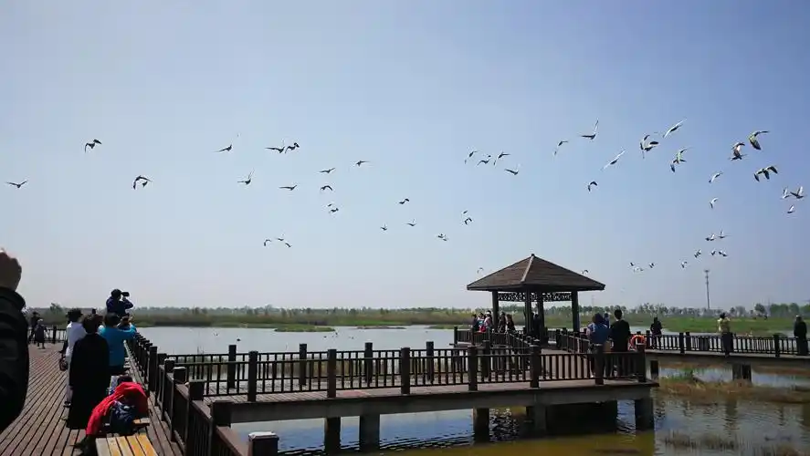 走进南大港湿地 - 美篇