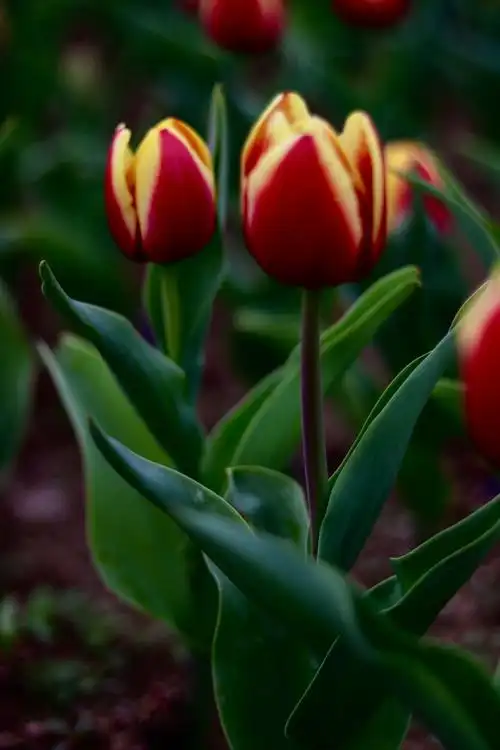 微距镜头下的郁金香花含苞待放