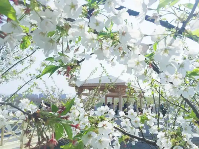 提前帮你做好周末攻略了赏梨花的多种选择