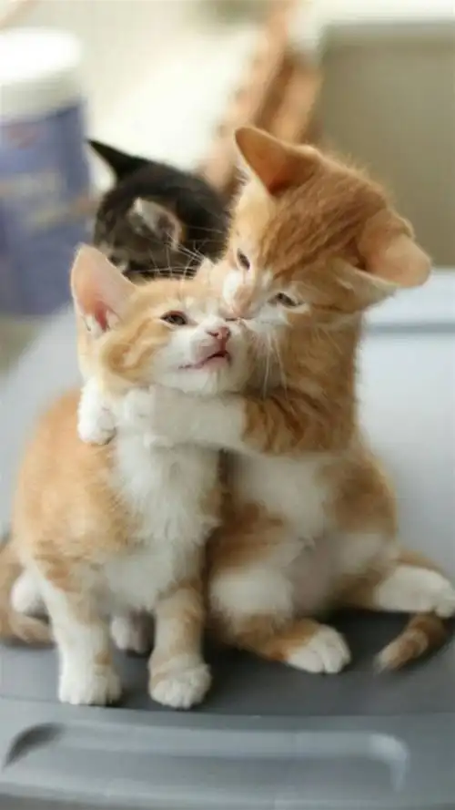 萌萌哒小奶猫,高清图片,手机锁屏桌面-壁纸族