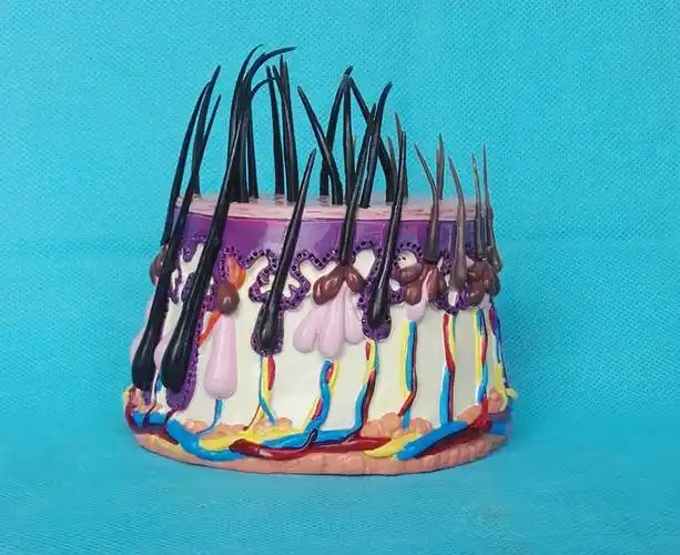 人体皮肤解剖放大模型毛囊皮肤结构医用教学讲解模型