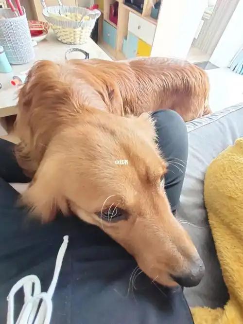 这是一只黏人的大金毛没事就撒娇