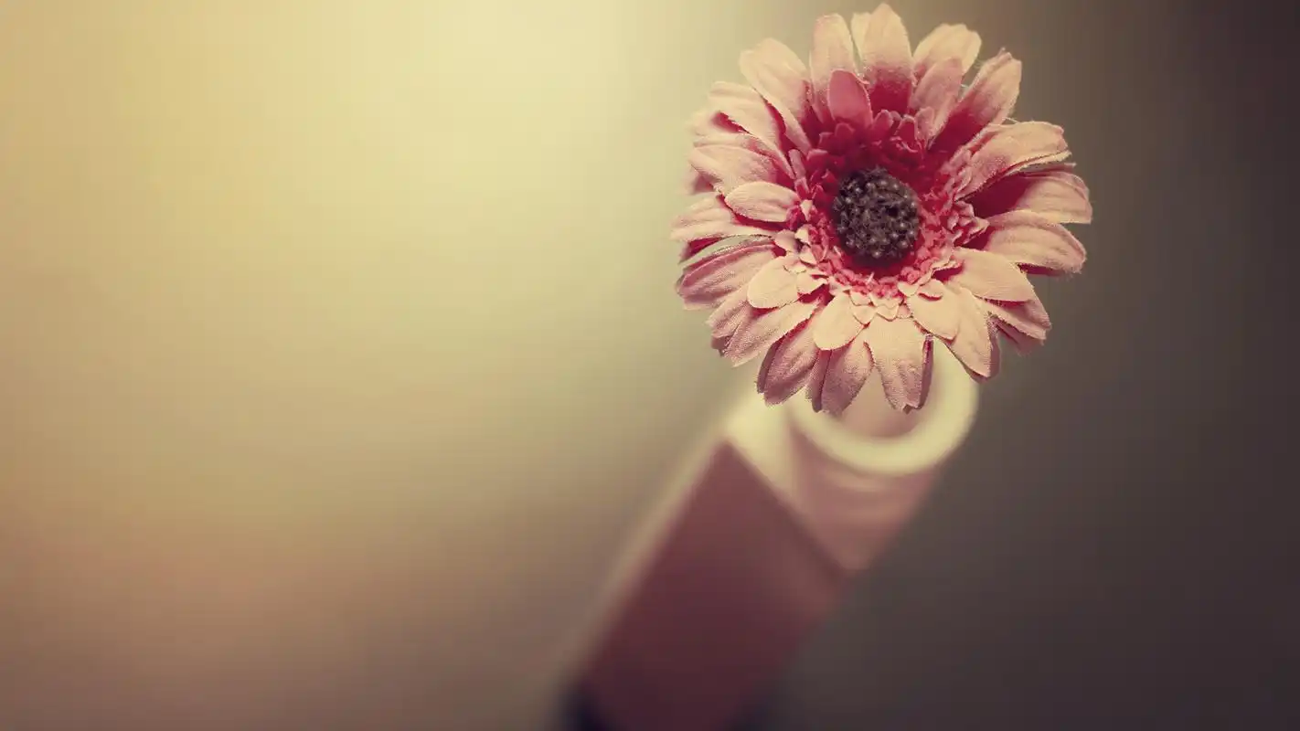 唯美清新植物微距摄影高清宽屏桌面壁纸