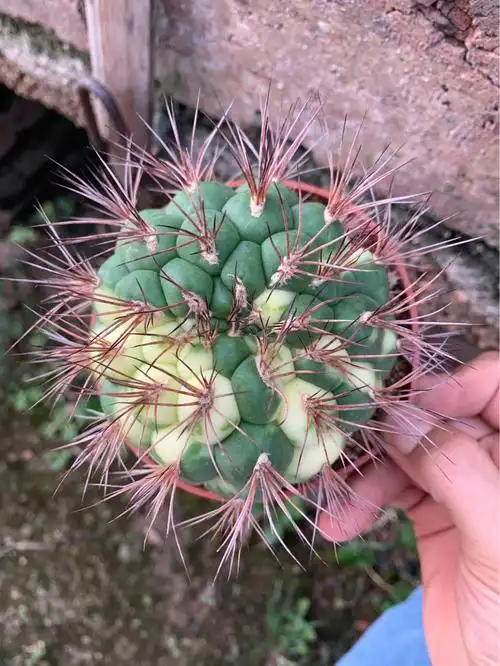 新天地锦仙人球