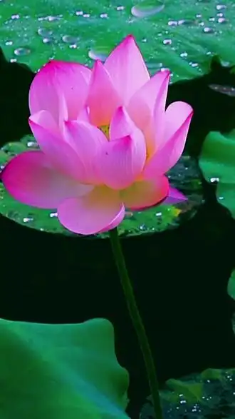 愿众生平安吉祥 @抖音小助手 - 抖音